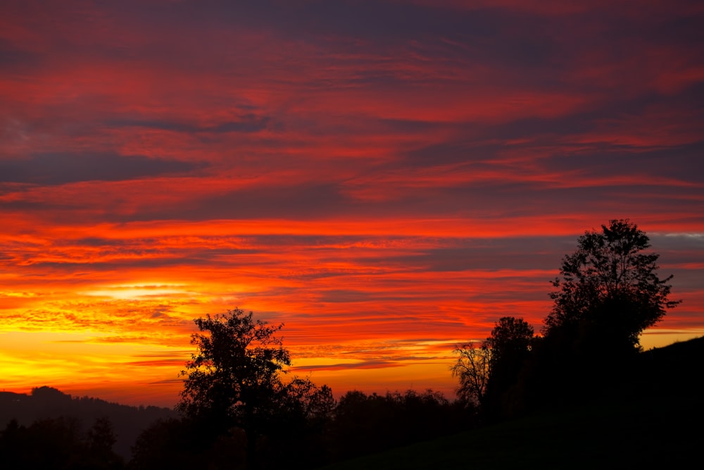 forest during sunset