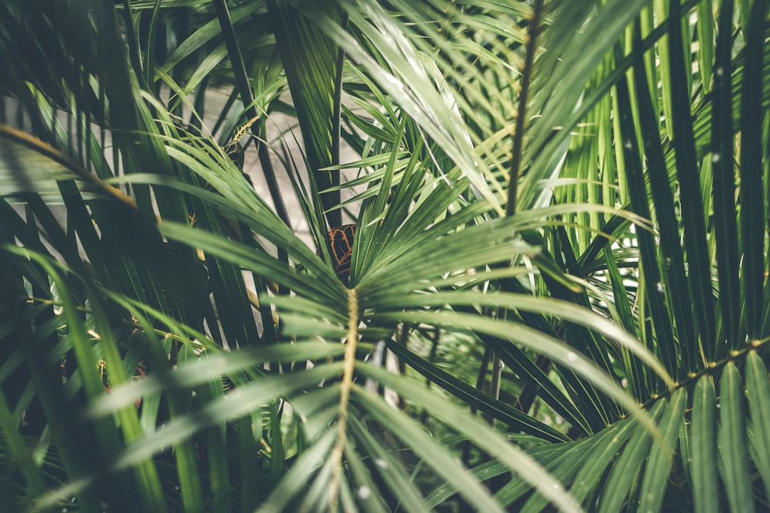 green leafed palm plant