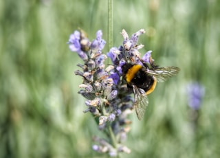 bee on purple lavender flower