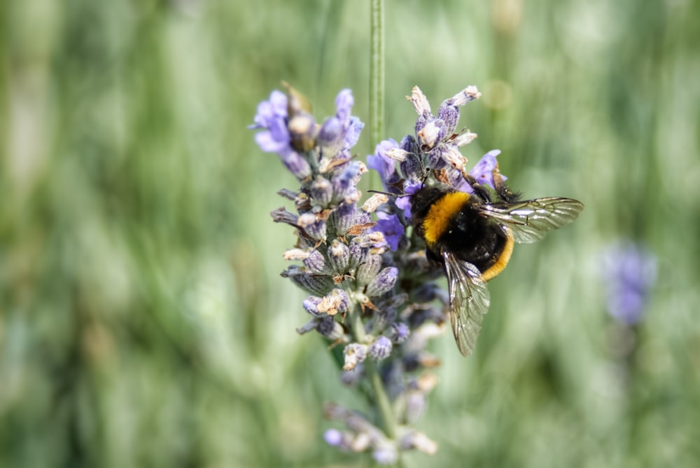bee on purple lavender flower