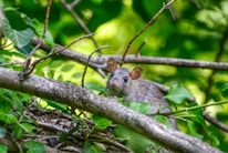 close-up photo of gray rat on brunch