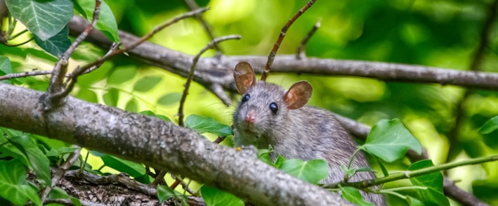 close-up photo of gray rat on brunch