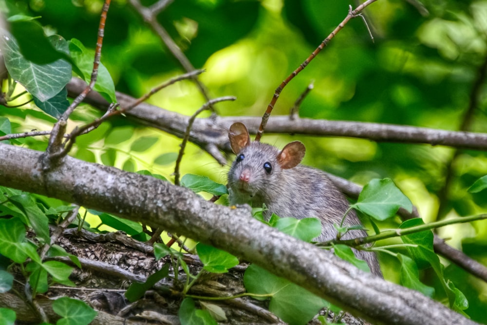 close-up photo of gray rat on brunch