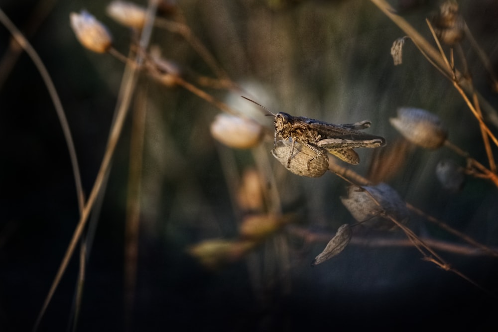 brown grasshopper