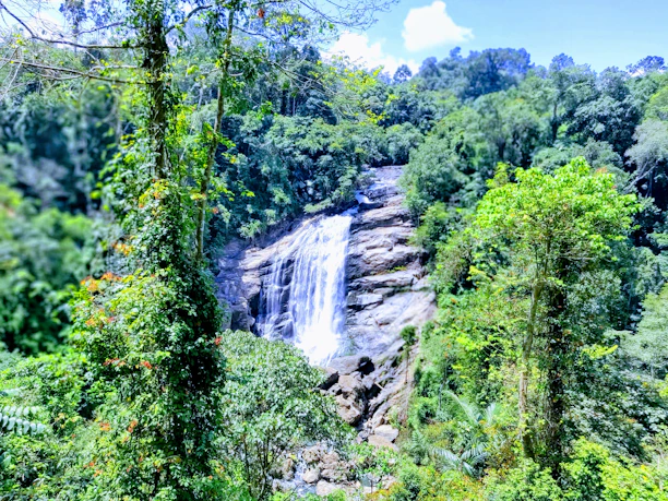 Lush tropical forest trail winding beside a sparkling waterfall on Reunion Island.