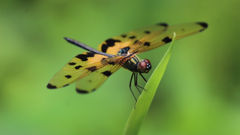 yellow and black dragonfly