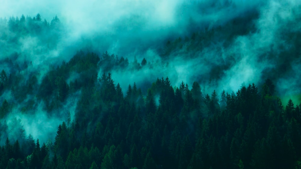 aerial photography of pine trees surrounded by fogs