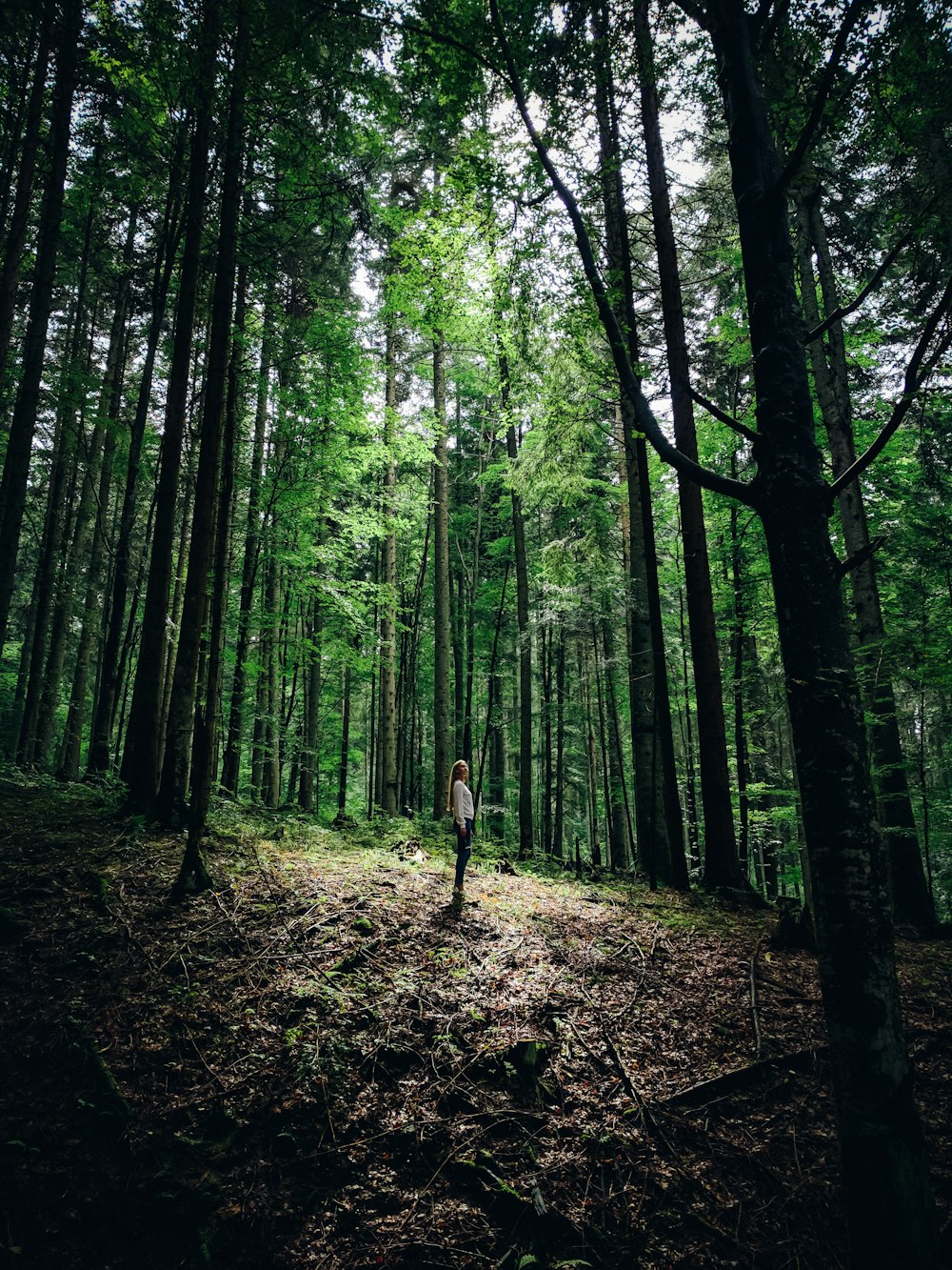 person standing on forest