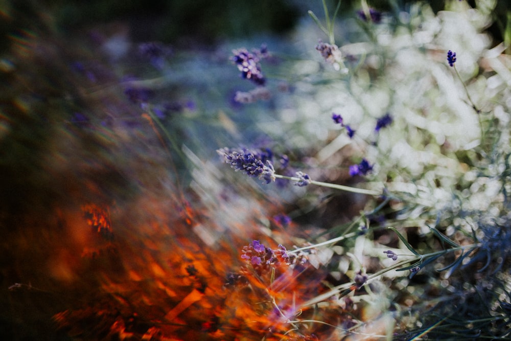 fleur aux pétales violets