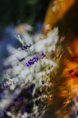A dreamy and abstract close-up of lavender flowers swaying gently. The soft focus and warm sunlight create a painterly effect with blurred backgrounds.