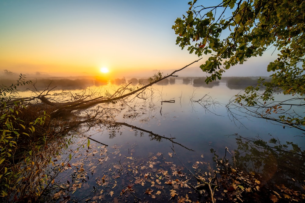 trees and body of water during golden hour