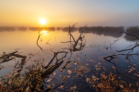 bare trees and logs on body of water in Schwerte Germany