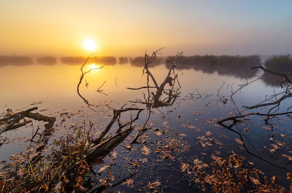 bare trees and logs on body of water