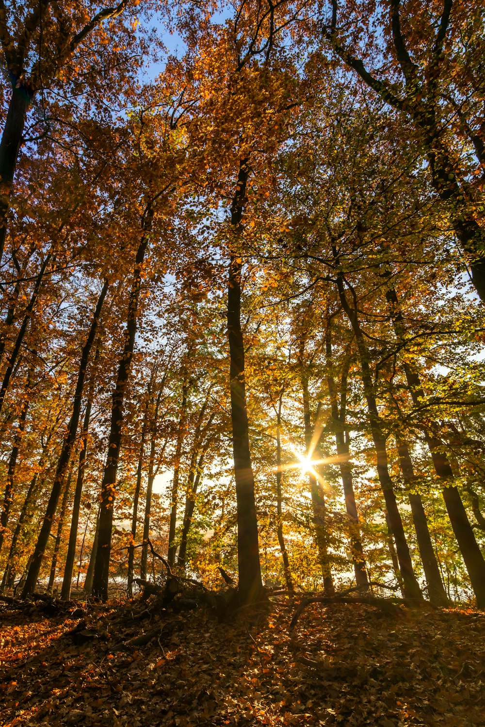 sun shining on trees