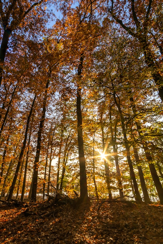 sun shining on trees in Schwerte Germany