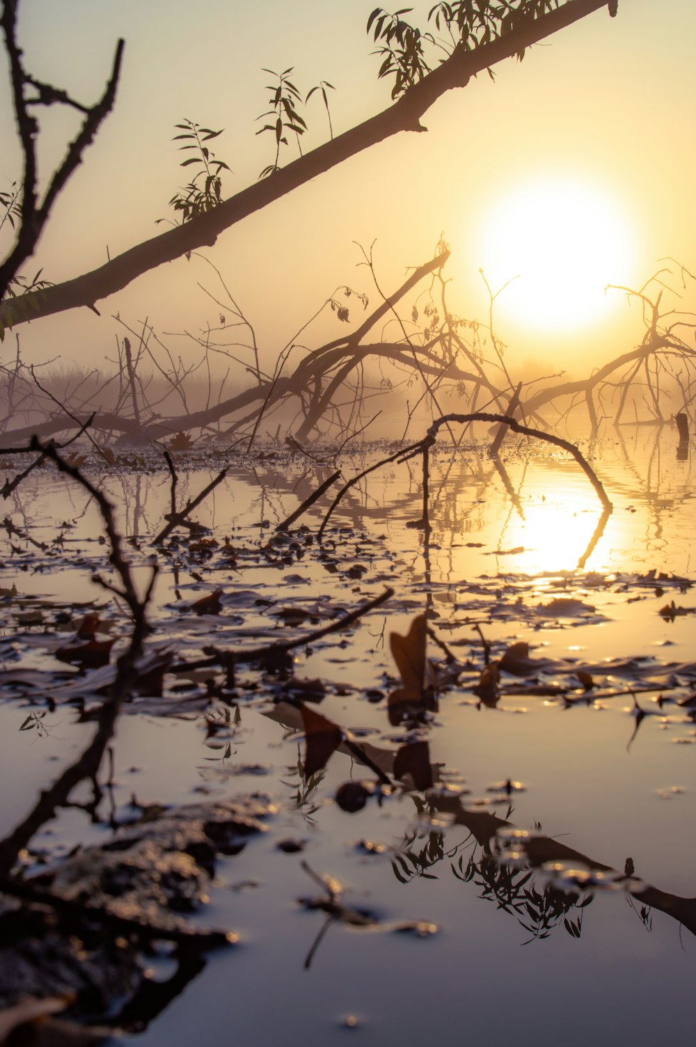 water droplets on bare tree during sunset