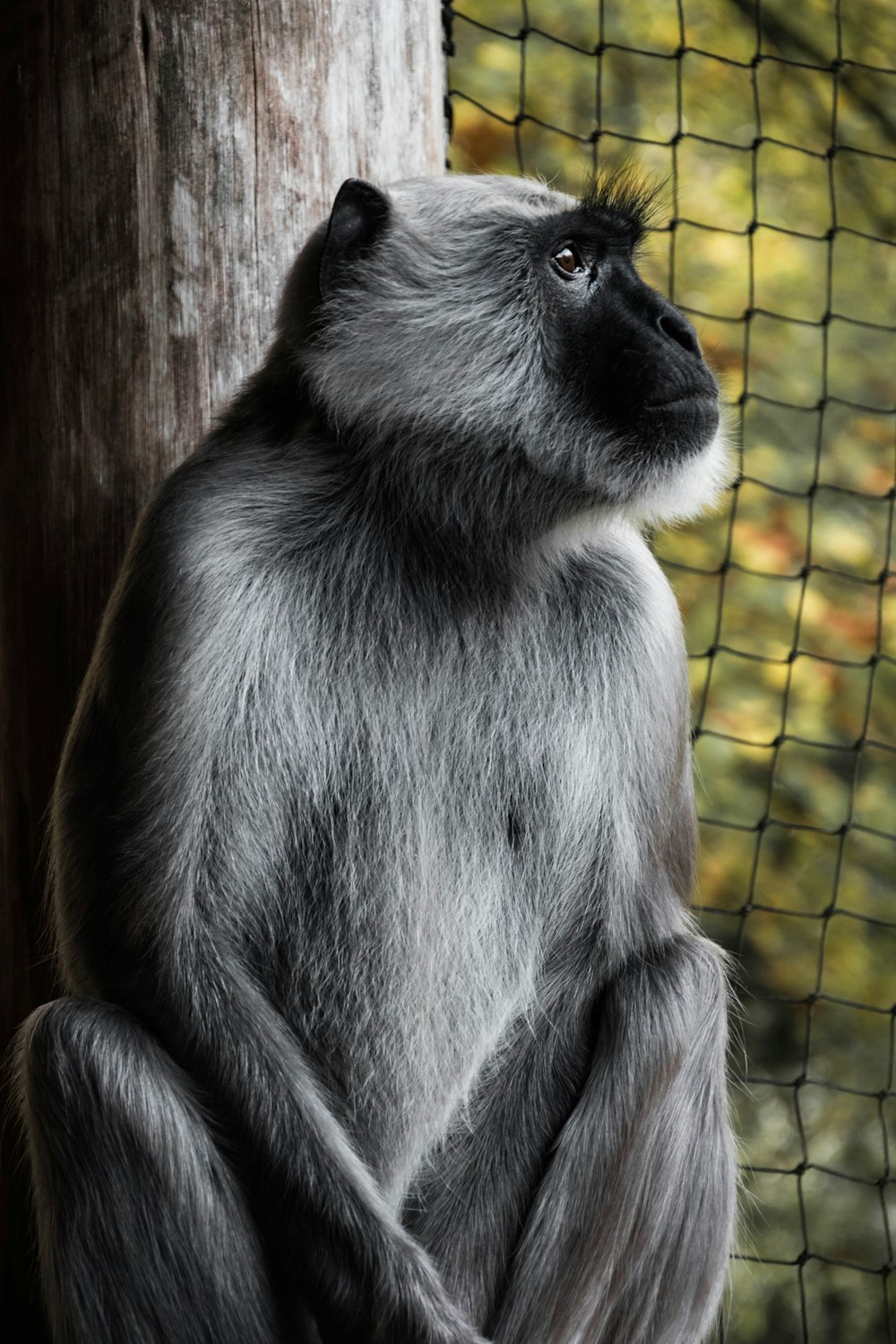 grey and black monkey sitting inside cage
