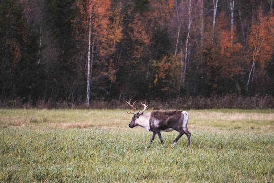 black and white deer near trees in Hackås Sweden