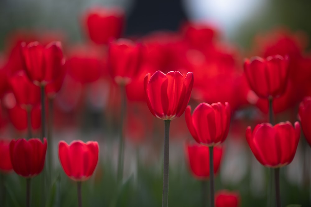 Photo de mise au point sélective de tulipes rouges