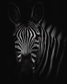 zebra in close-up photography