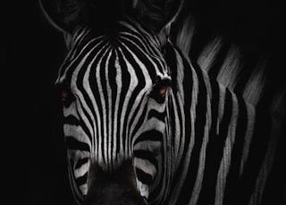 zebra in close-up photography