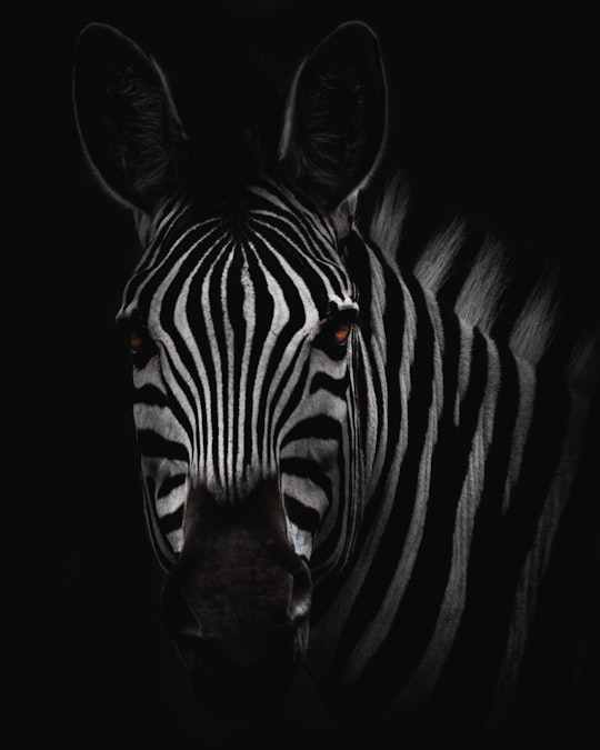 zebra in close-up photography in Kruger National Park South Africa