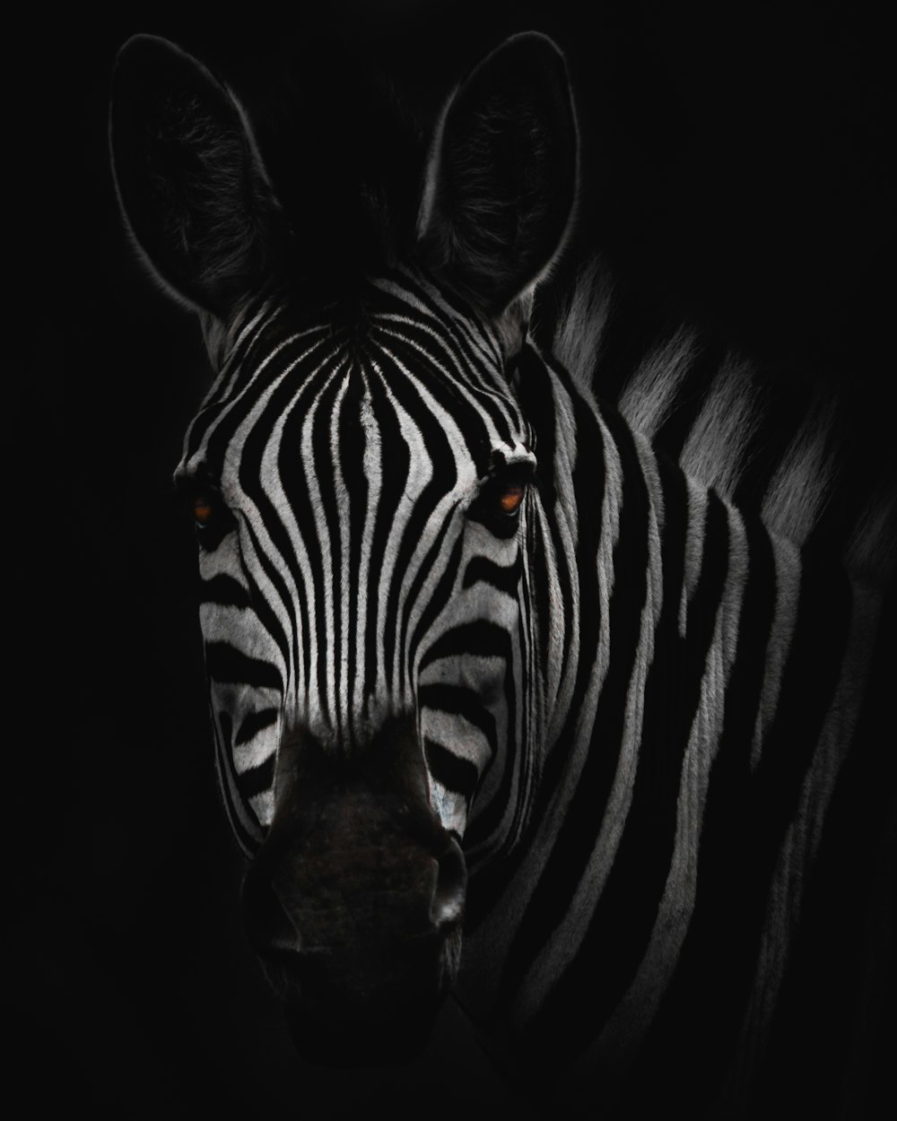 zebra in close-up photography