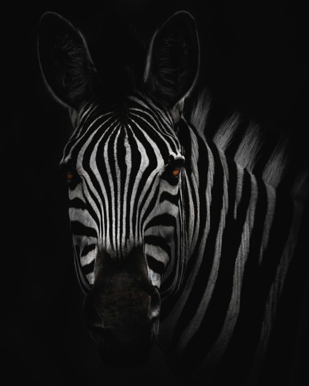 zebra em fotografia de close-up