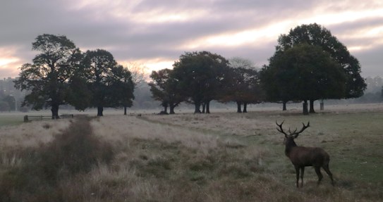 A serene landscape with a misty atmosphere. In the foreground, a stag with large antlers stands prominently on a grassy field. A row of large trees stretches across the background under a cloudy sky, with hints of sunlight peeking through.