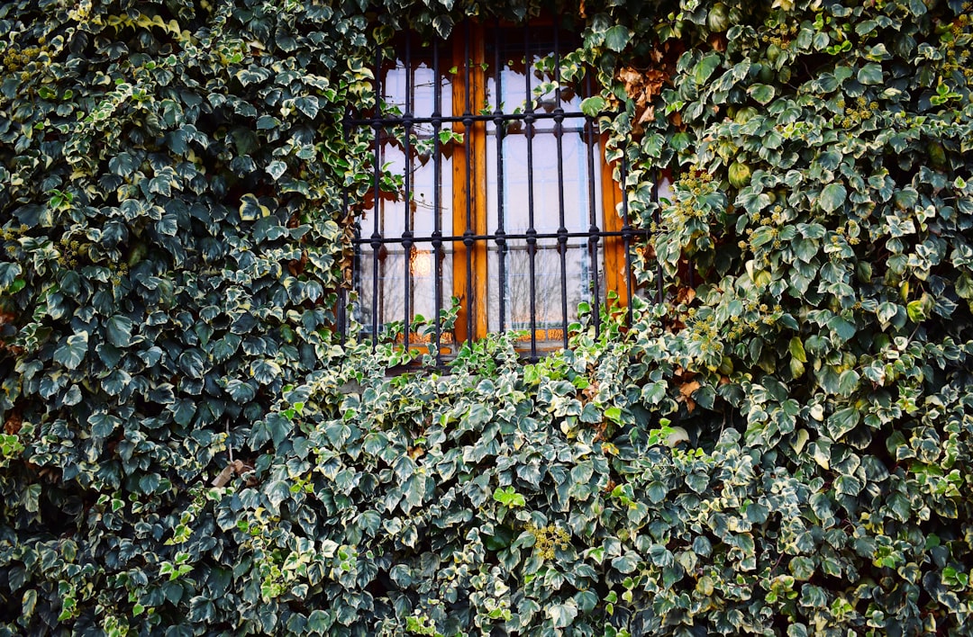 closed white window with ivy plants on wall