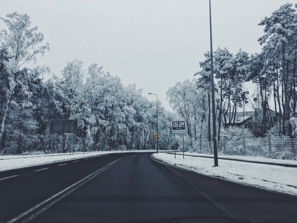 trees at the sidewalk