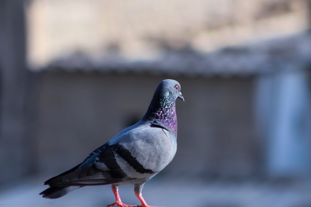 focus photo of blue pigeon