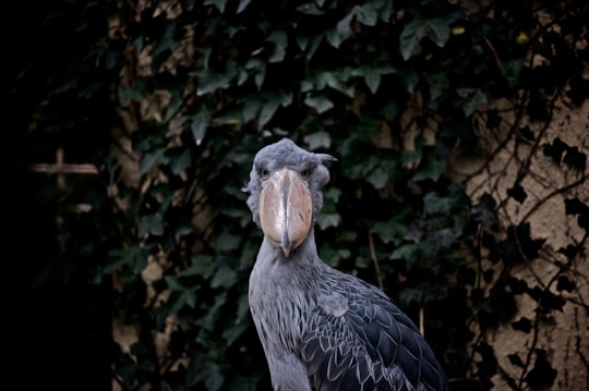 gray bird in Ueno Zoo Japan