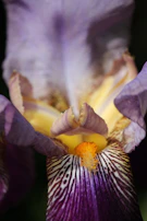 A collection of various iris images highlighting different patterns.