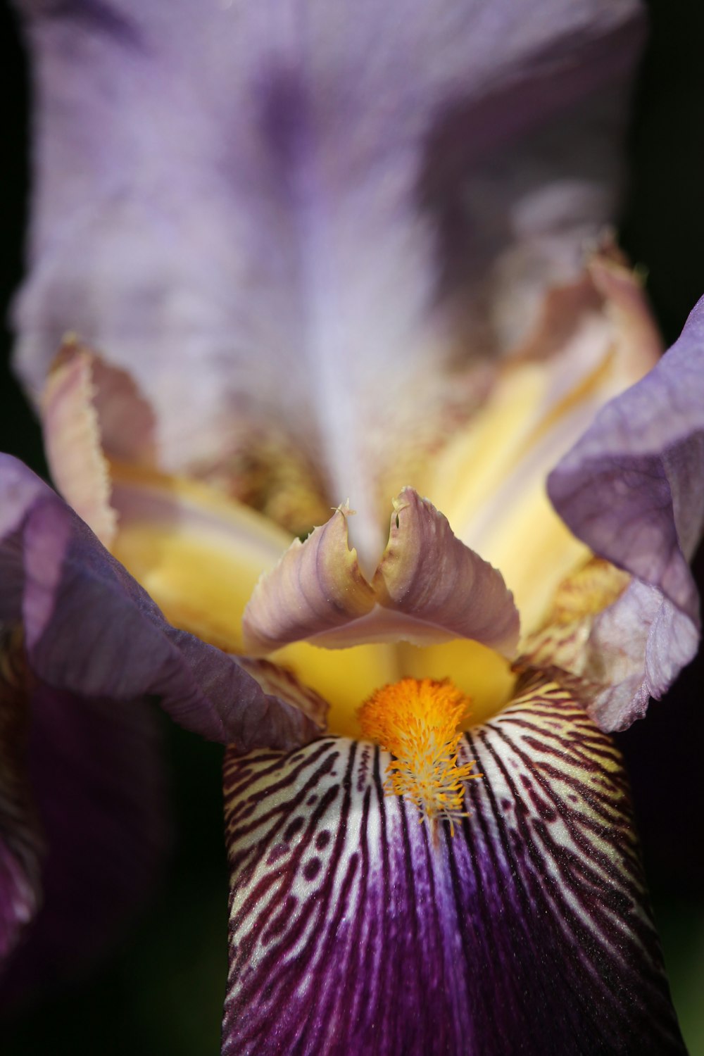 macro shot of purple and yellow flower