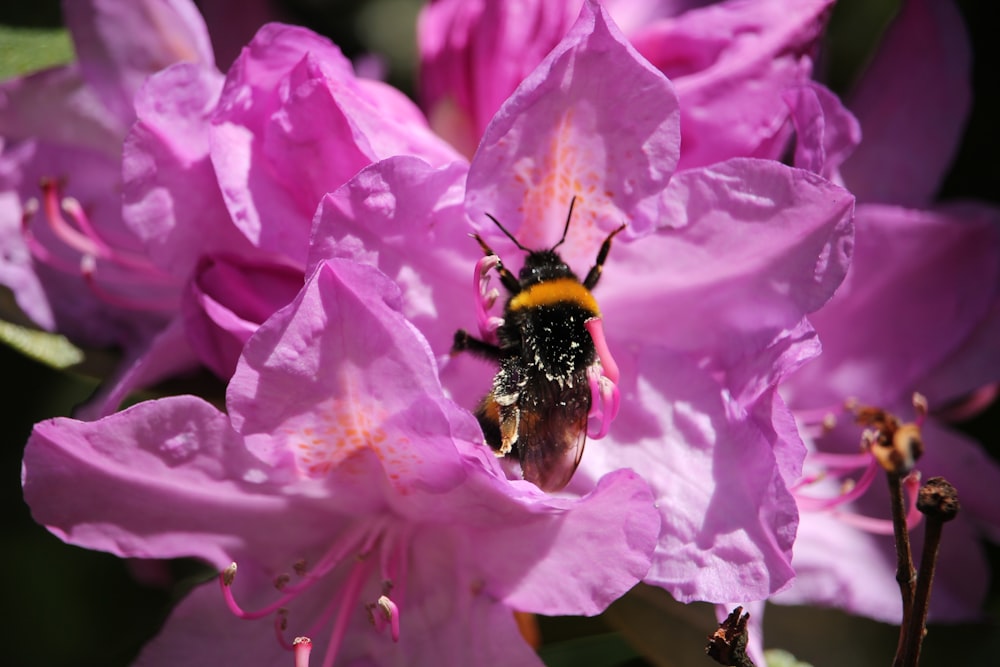 bee on purple petaled flower