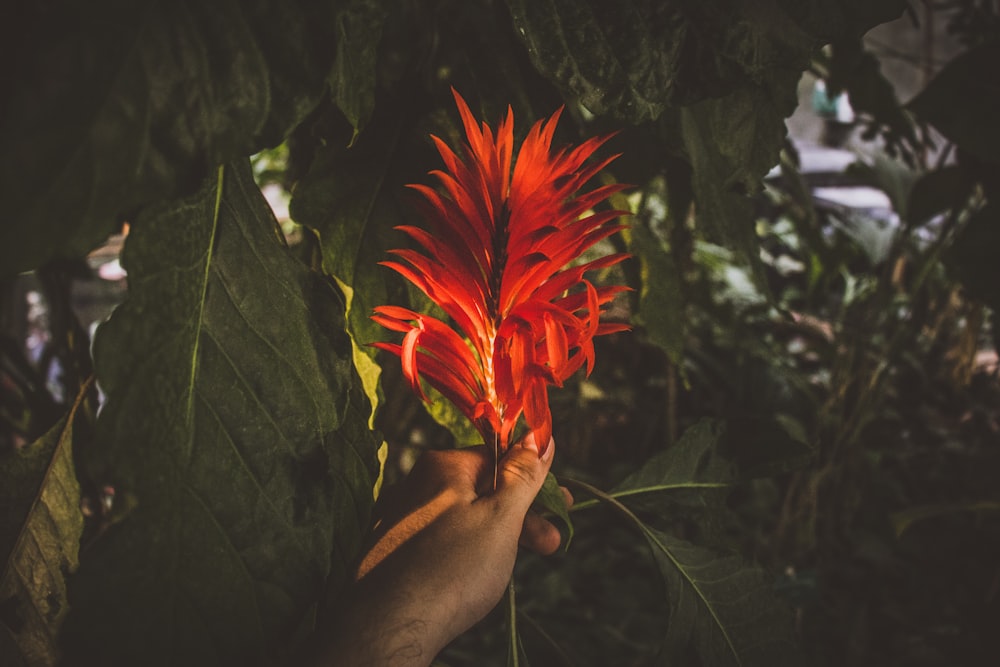 Persona sosteniendo una flor de pétalos rojos