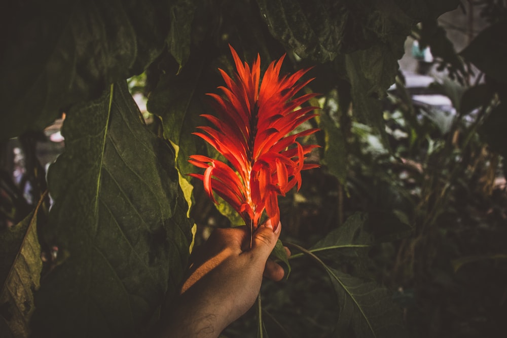 person holding red petaled flower