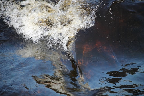 A bass breaking the water surface with a splash near a city park dock.
