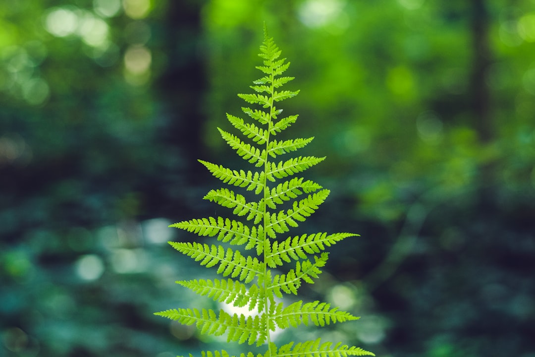 macroshot of green leafed plant