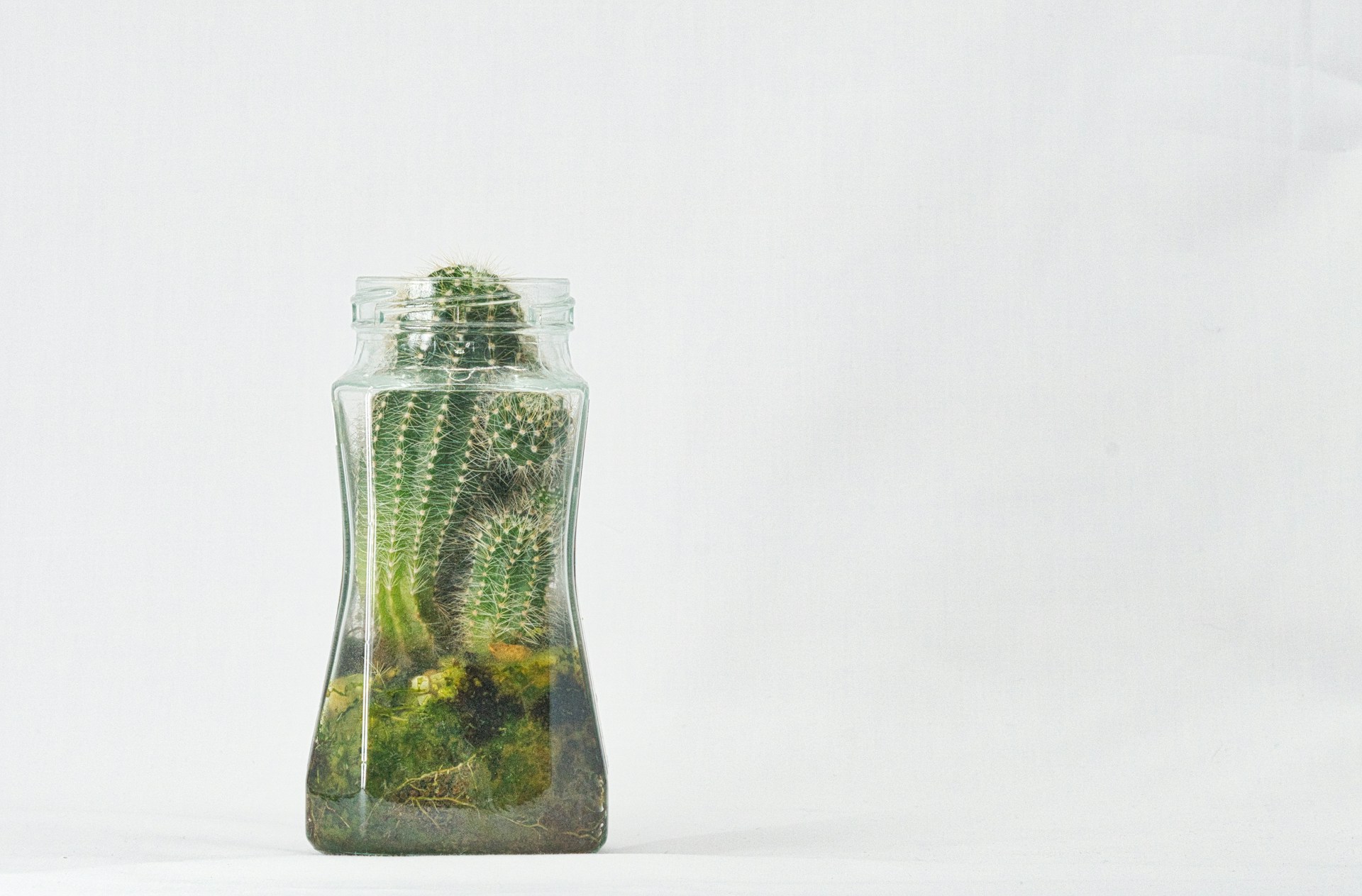 green cactus plant