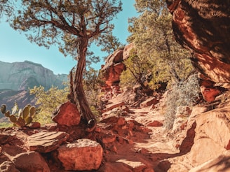 A scenic hiking trail winding through Curacao’s rugged hills and cacti