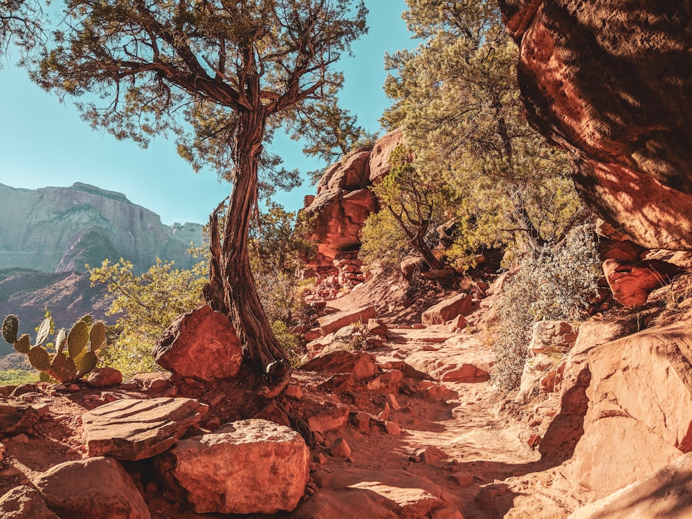 tree on rocky mountain