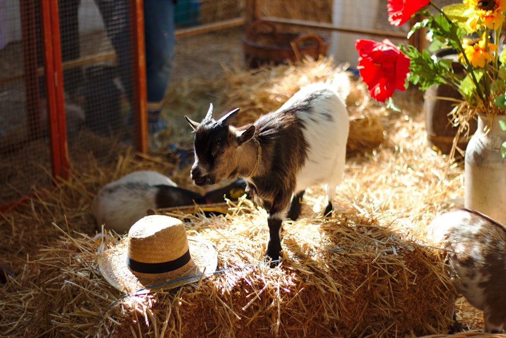 two white and brown goats on brown haystack near brown hat during daytime