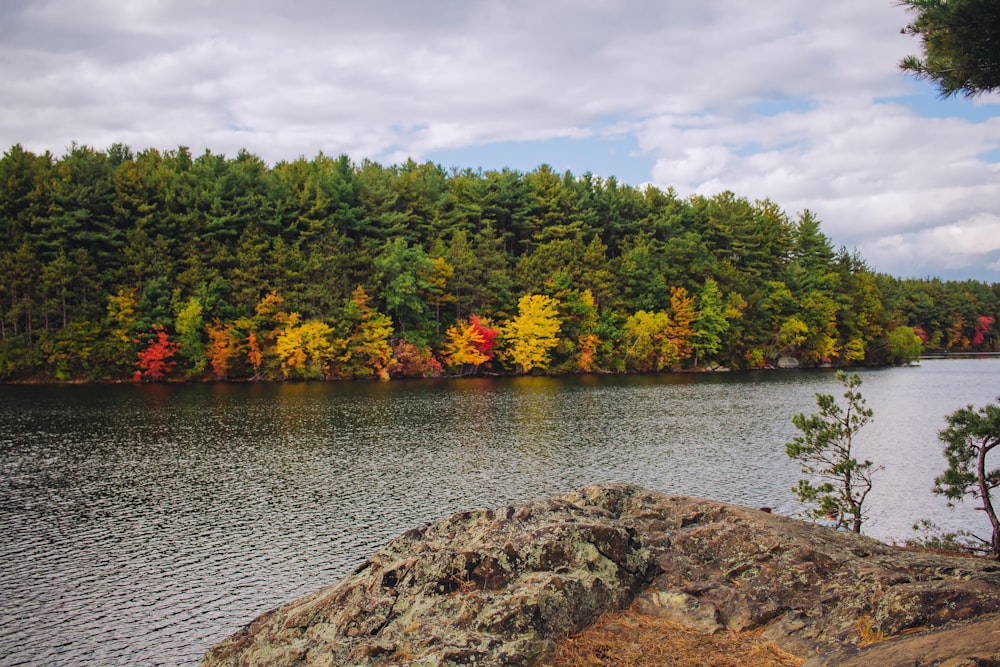 body of water near forest island