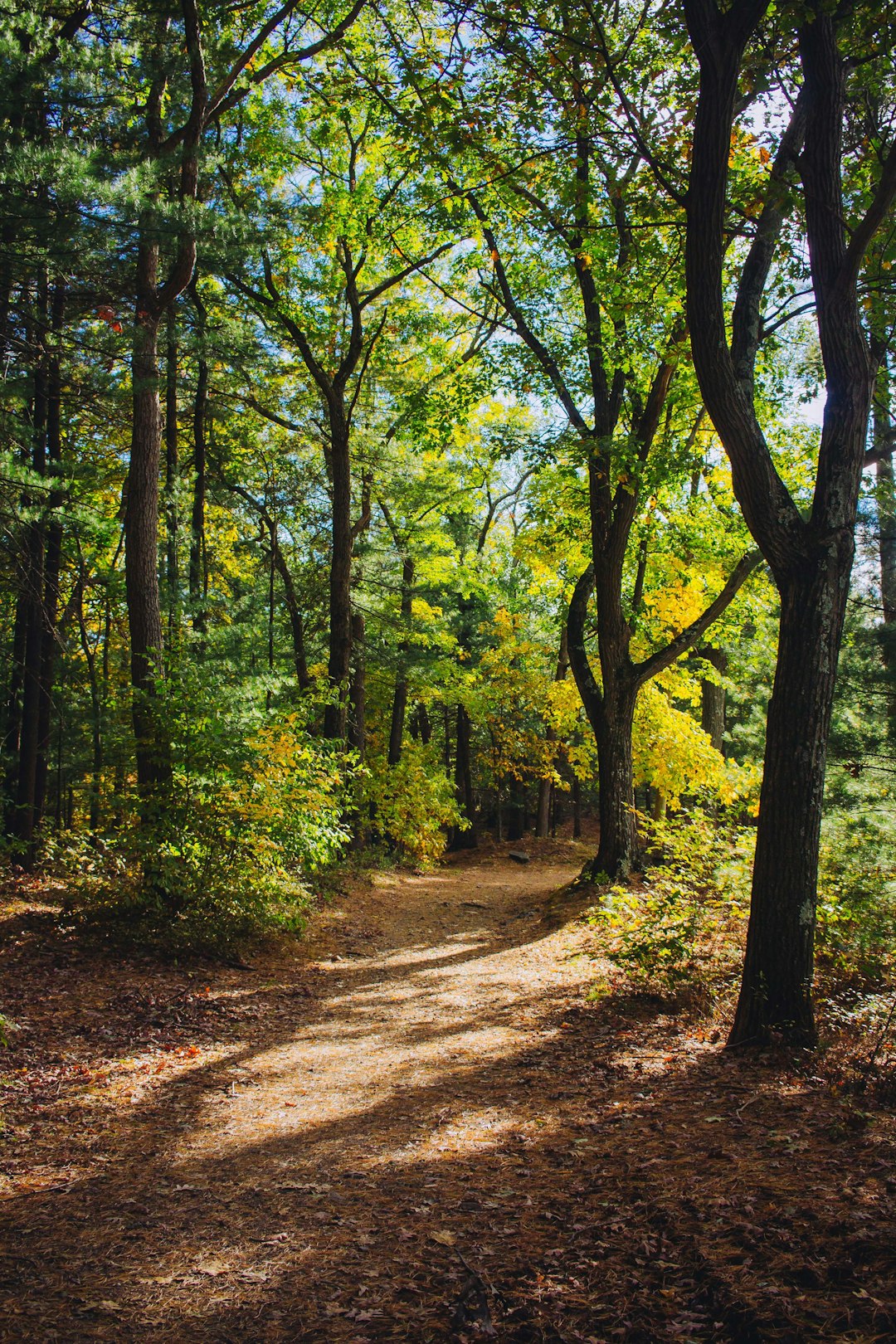 Forest photo spot Middlesex Fells New Hampshire