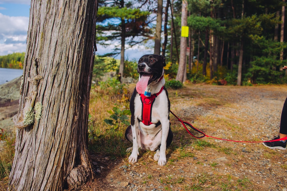 dog sitting on soil beside tree