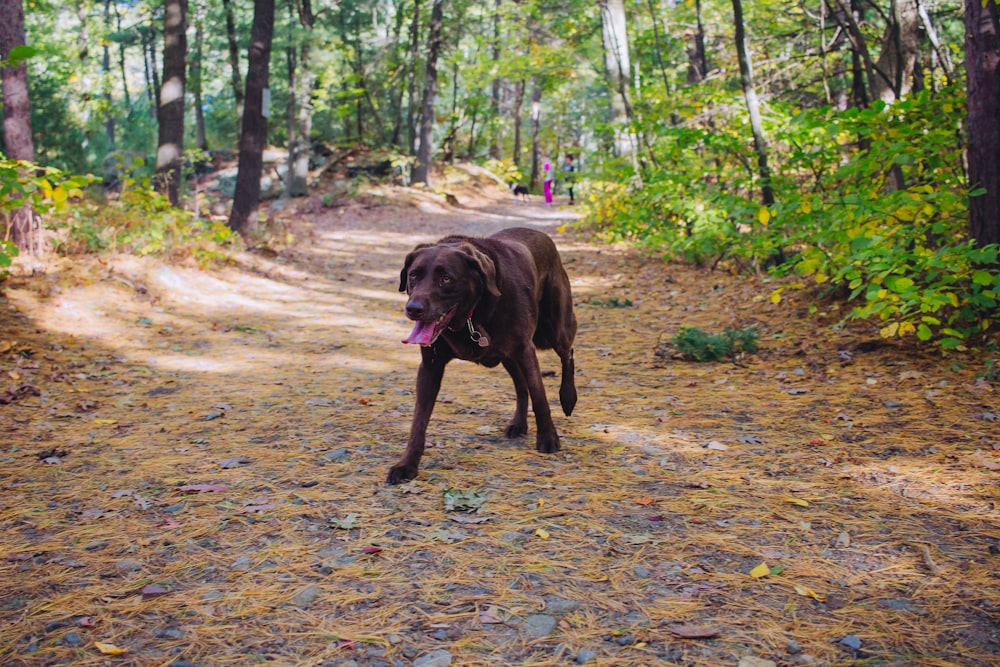 short-coated brown dog