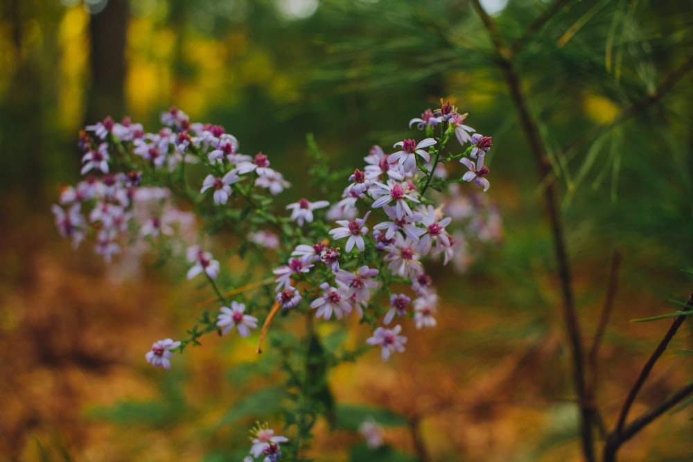 macro photography of white aster flowers