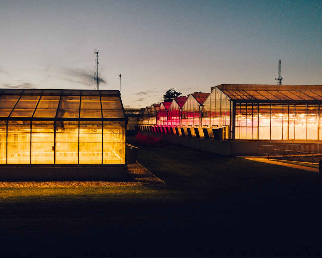 brown buildings at night